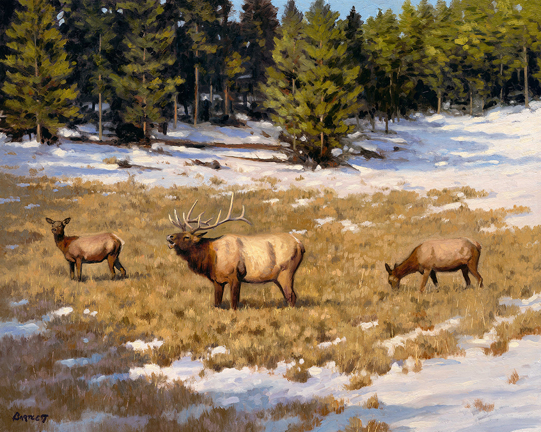 Elk