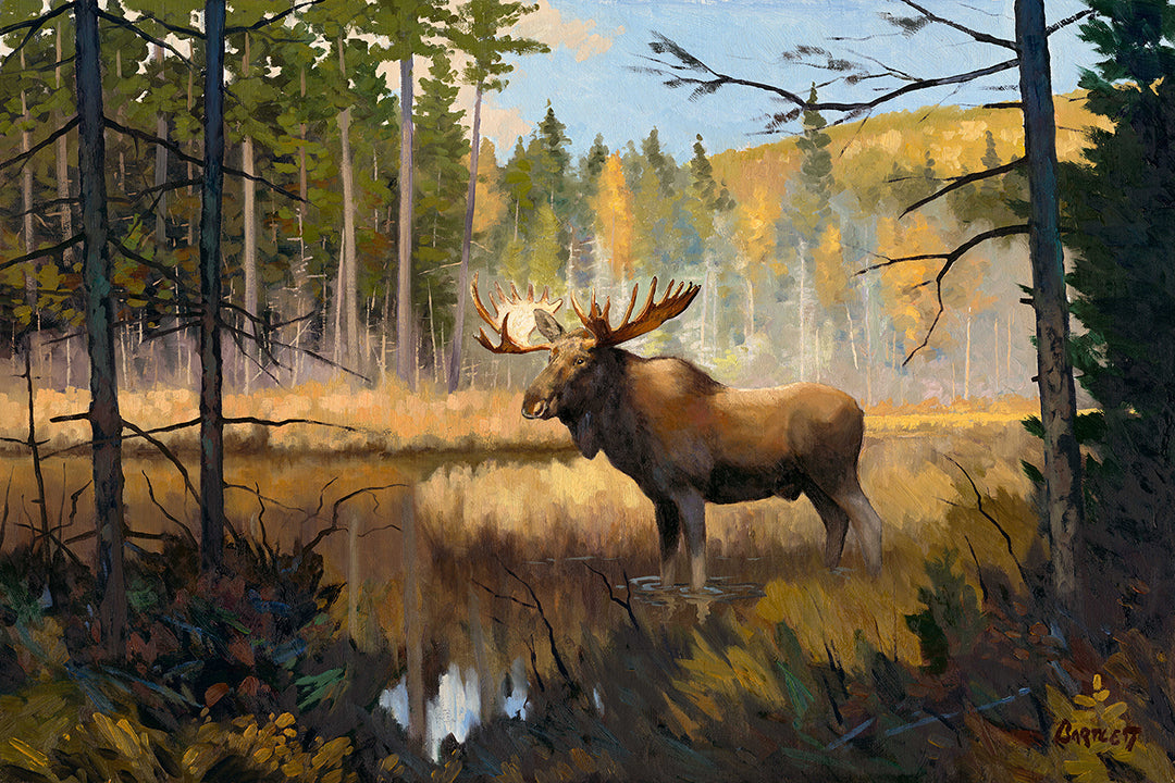 Moose in Woods