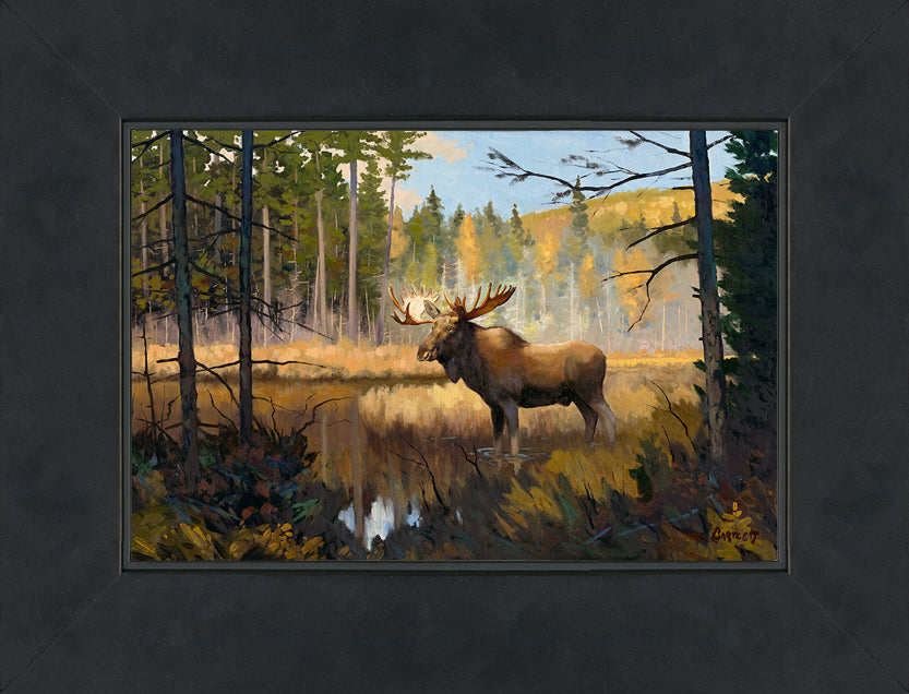 Moose in Woods
