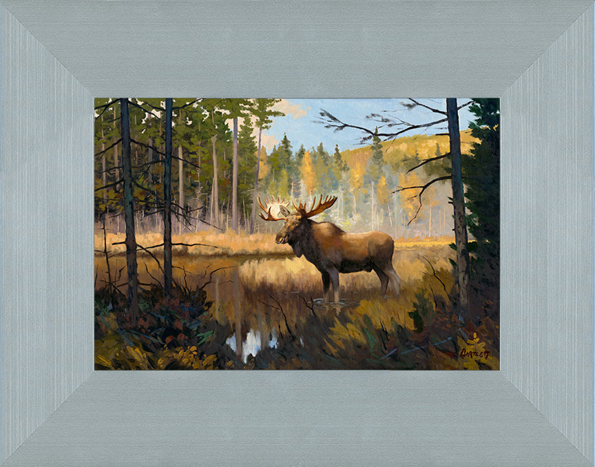 Moose in Woods