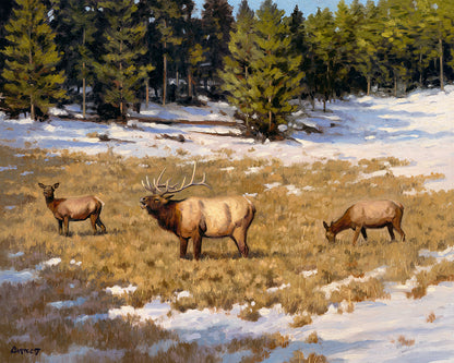 Elk