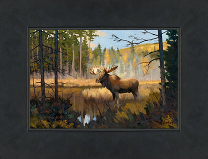 Moose in Woods