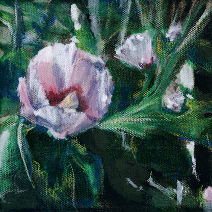 Rose of Sharon | Fine Art Print by Anya Detonnancourt